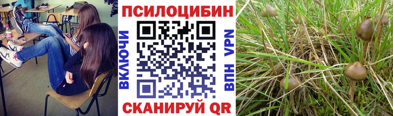 мориарти телеграм  Южно-Сухокумск  Галлюциногенные грибы Cubensis 